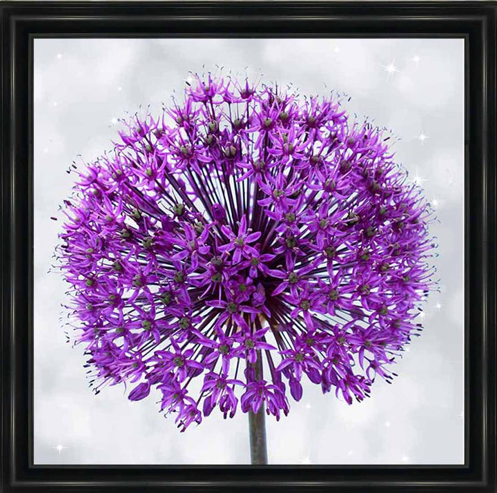 FL493 PURPLE ALLIUM