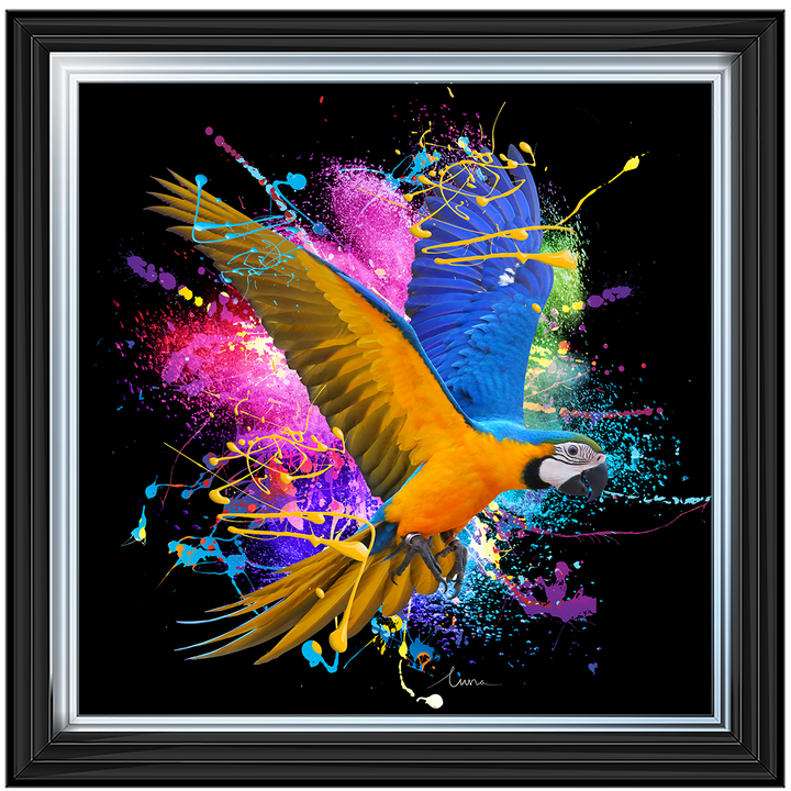 Pirate Colour Burst