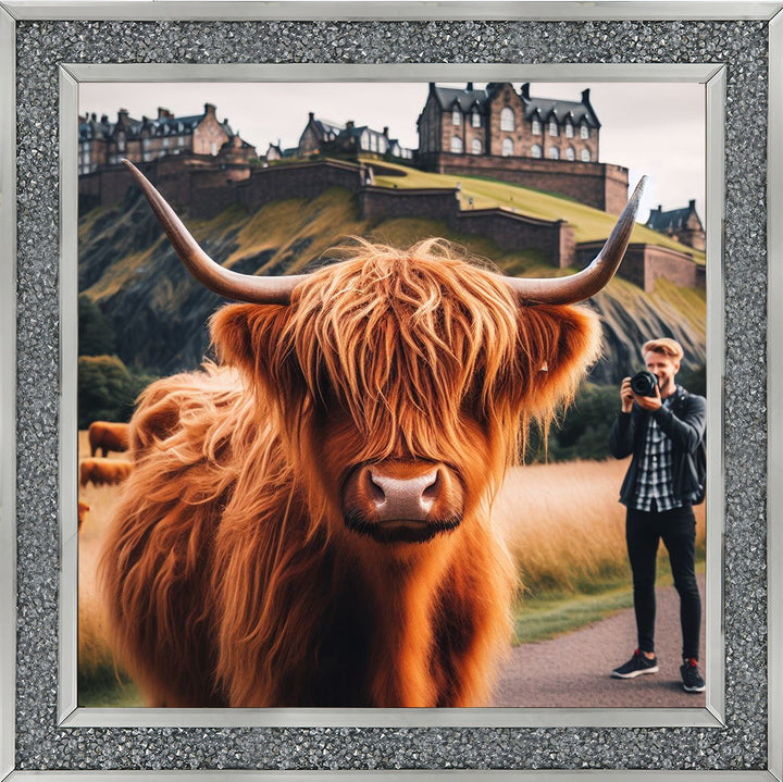 AN1111 HIGHLAND COW EDINBURGH CASTLE SHOOT