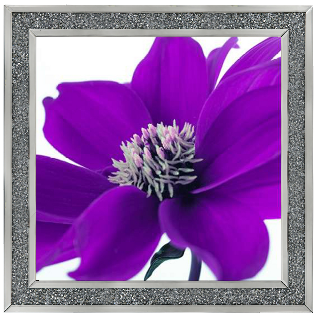 Purple Dahlia, Assaf Frank