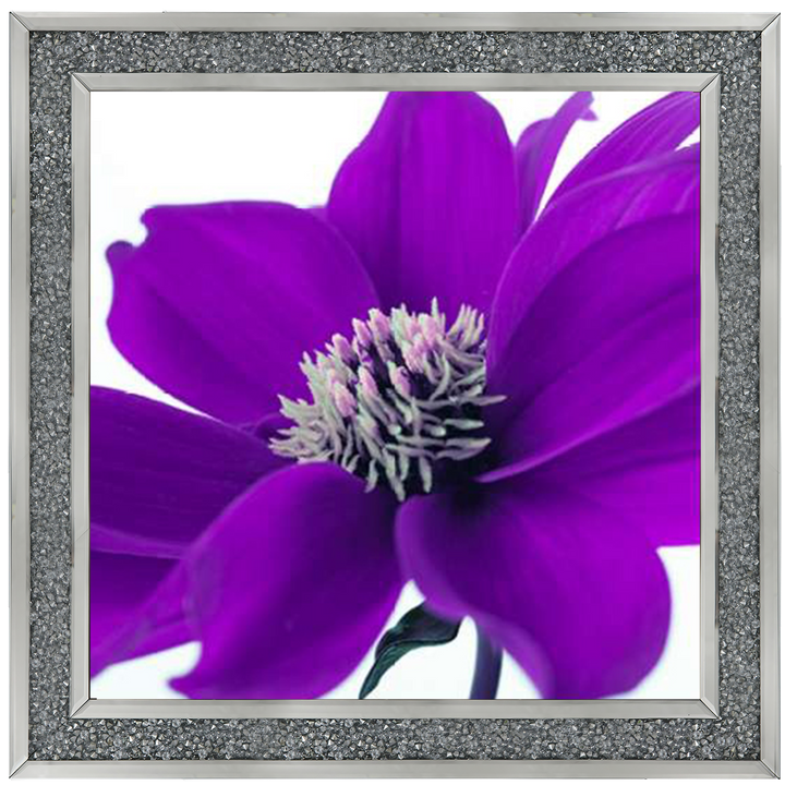 Purple Dahlia, Assaf Frank