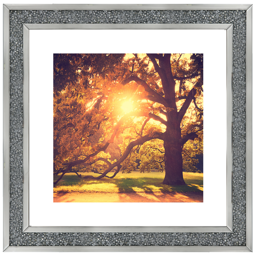 Sun shining through Autumn trees