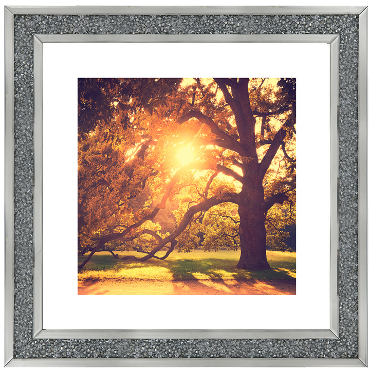 Sun shining through Autumn trees
