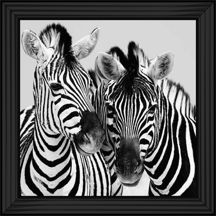 PNP103 Zebra Duo HD