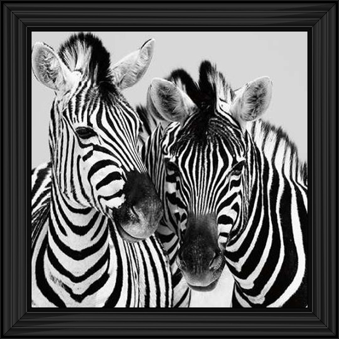 PNP103 Zebra Duo HD