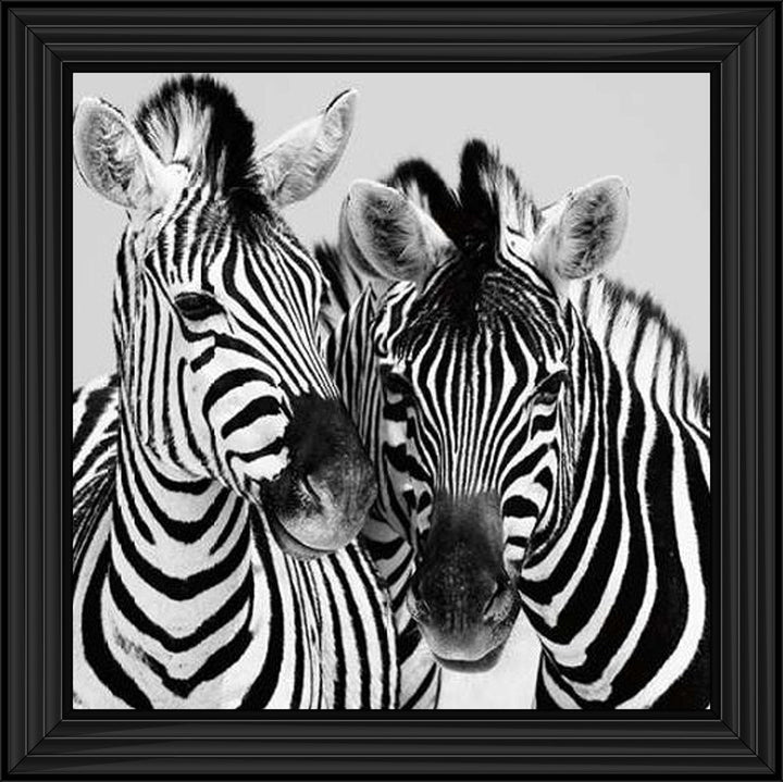 PNP103 Zebra Duo HD