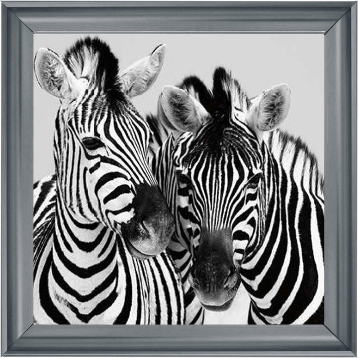 PNP103 Zebra Duo HD