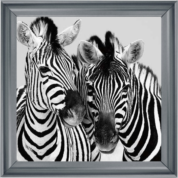 PNP103 Zebra Duo HD