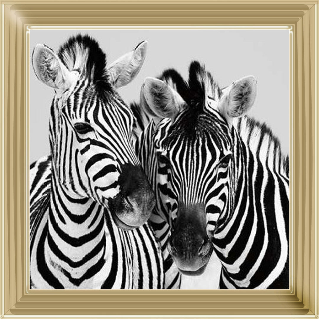 PNP103 Zebra Duo HD