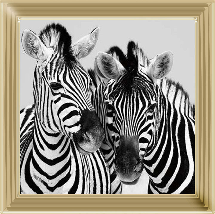 PNP103 Zebra Duo HD