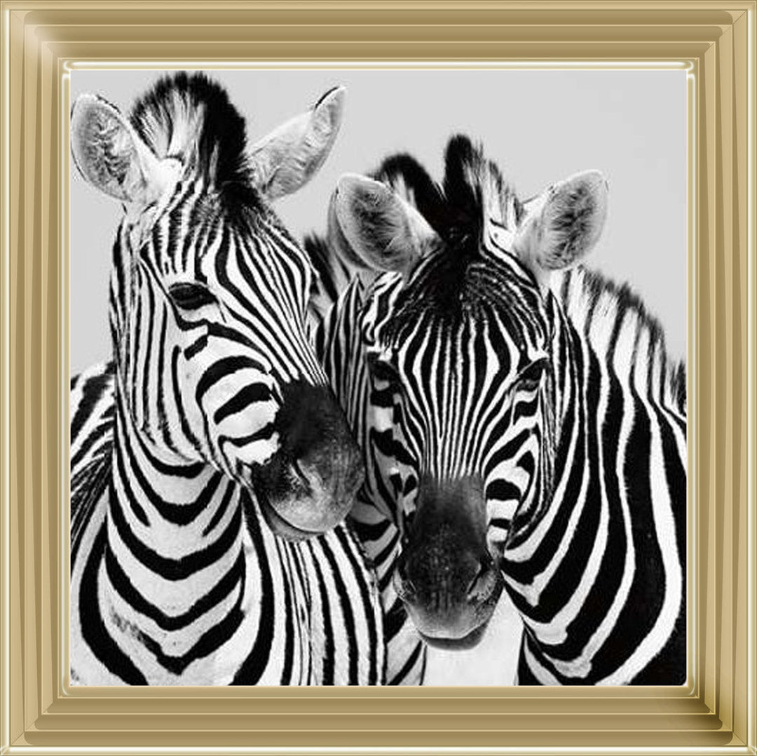 PNP103 Zebra Duo HD