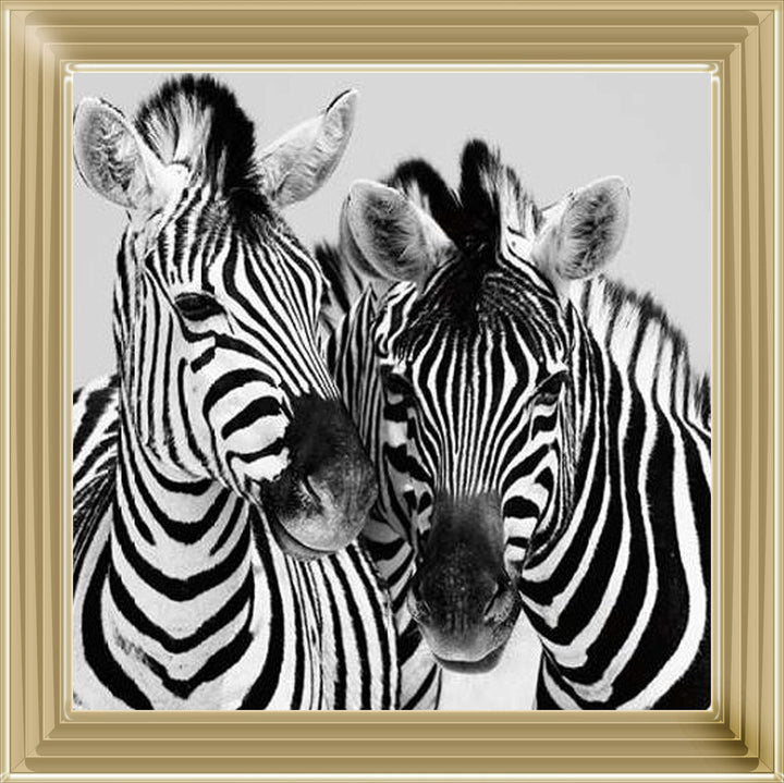 PNP103 Zebra Duo HD