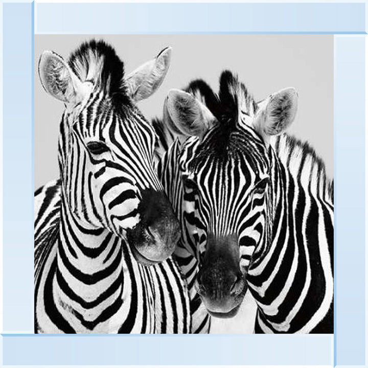 PNP103 Zebra Duo HD
