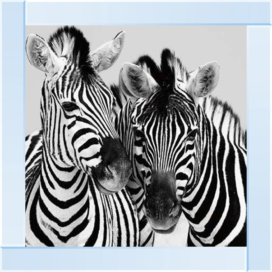 PNP103 Zebra Duo HD