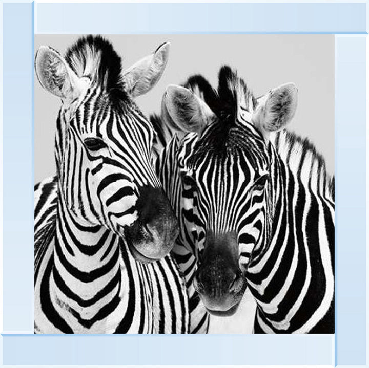PNP103 Zebra Duo HD
