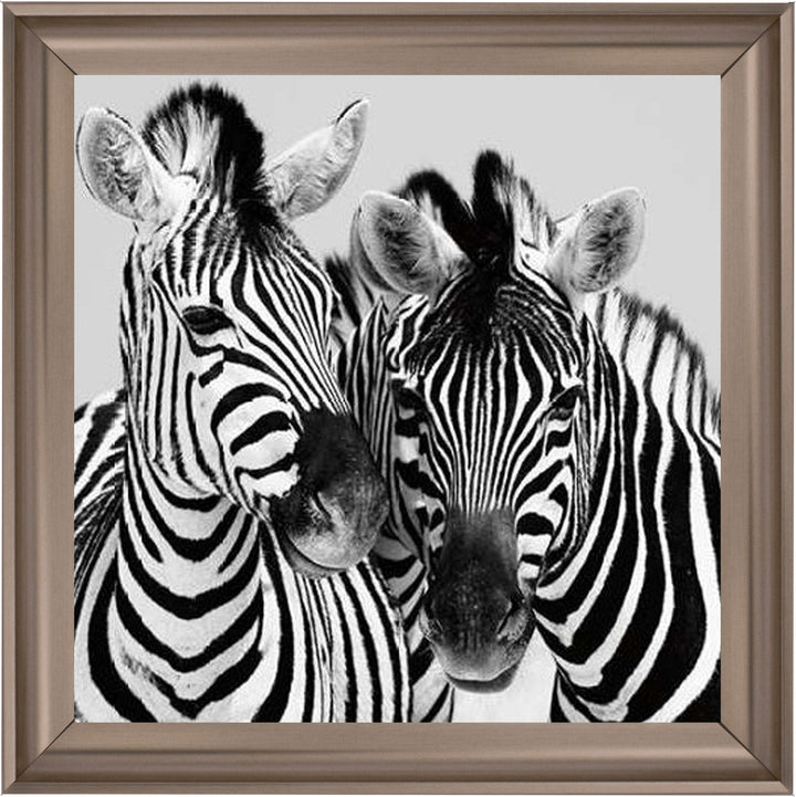 PNP103 Zebra Duo HD
