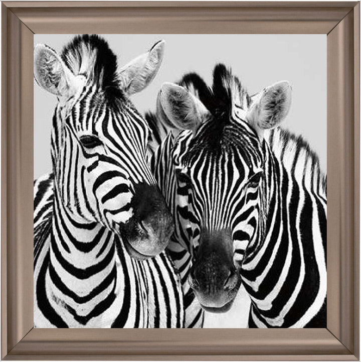 PNP103 Zebra Duo HD