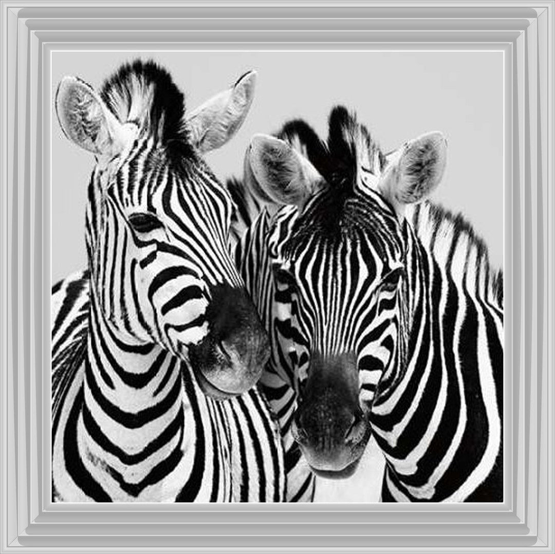 PNP103 Zebra Duo HD