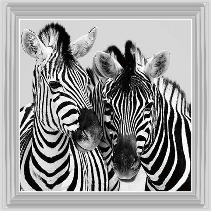PNP103 Zebra Duo HD