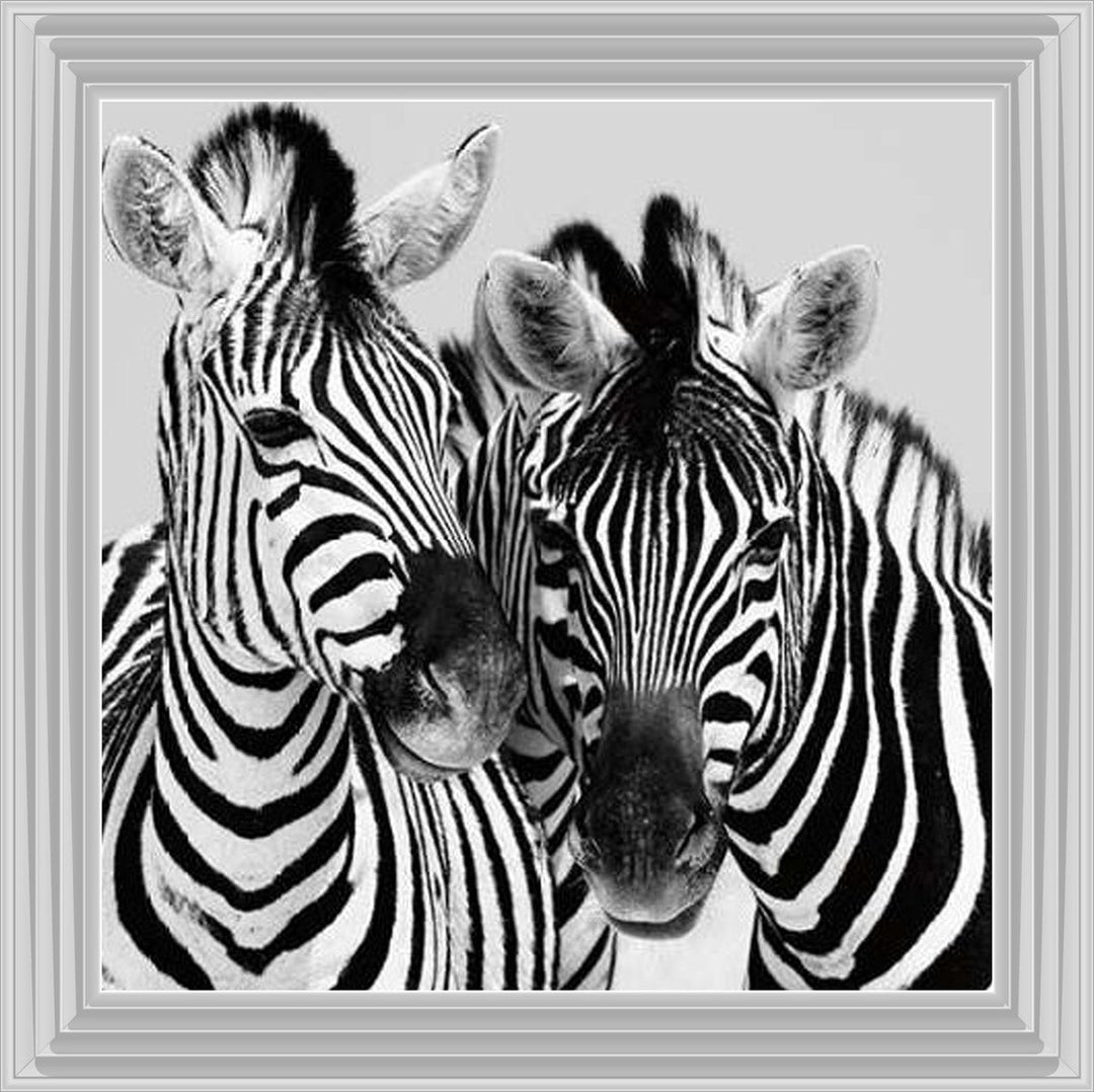 PNP103 Zebra Duo HD