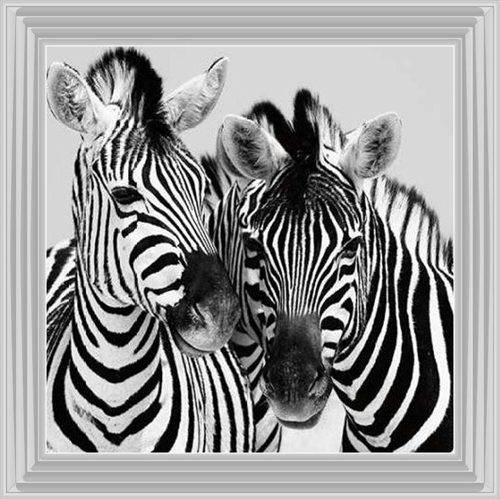 PNP103 Zebra Duo HD