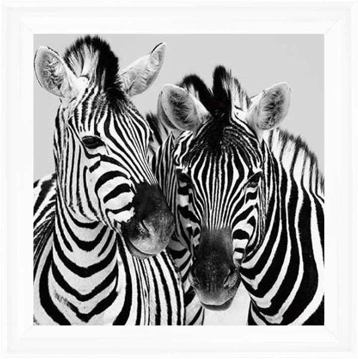 PNP103 Zebra Duo HD