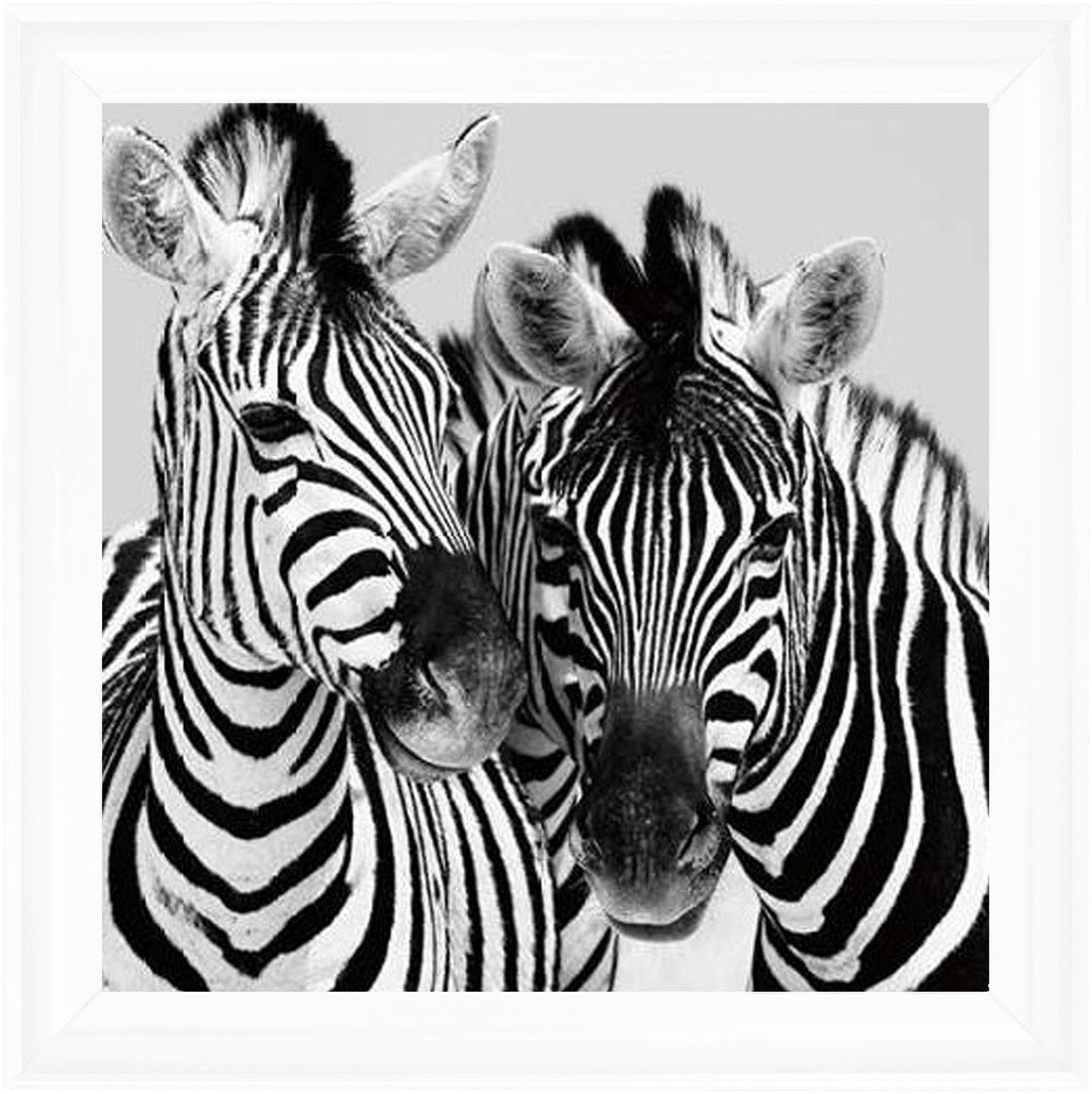 PNP103 Zebra Duo HD