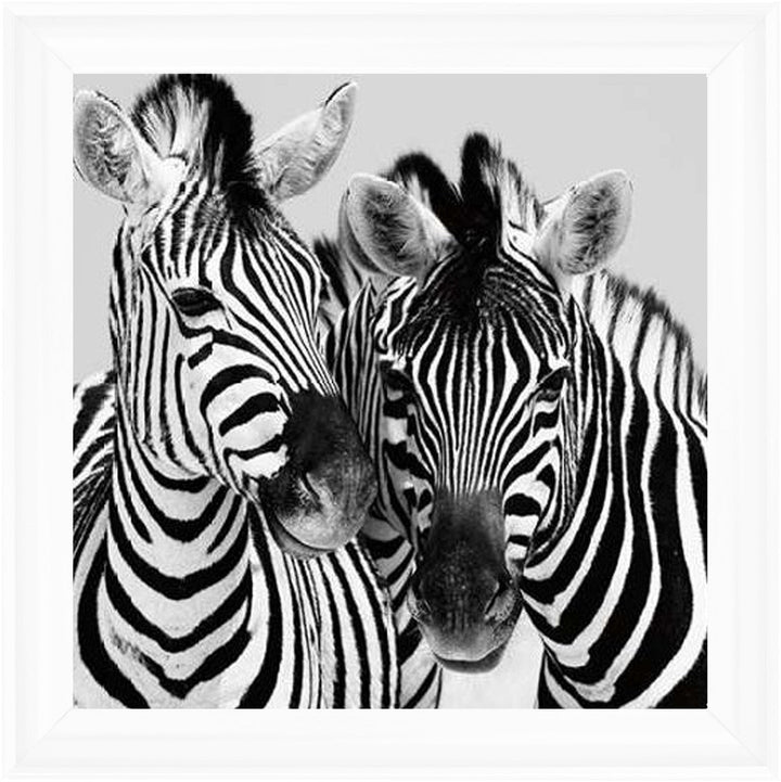 PNP103 Zebra Duo HD