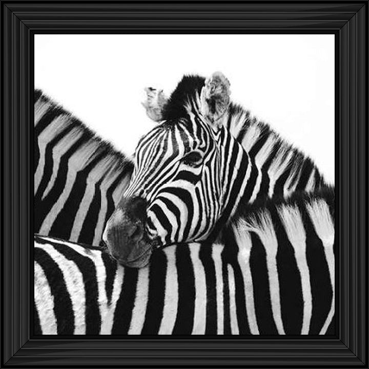 PNP110 Zebra Hug
