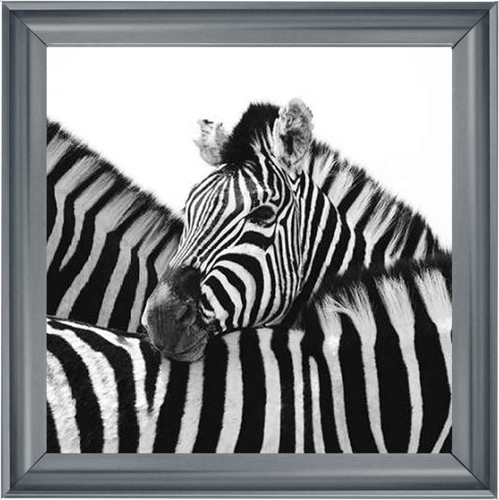 PNP110 Zebra Hug