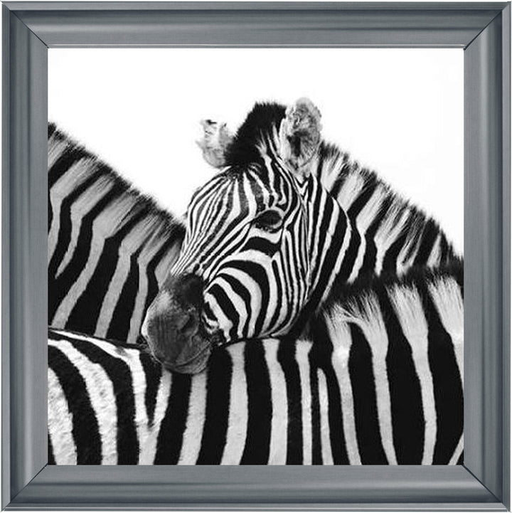 PNP110 Zebra Hug