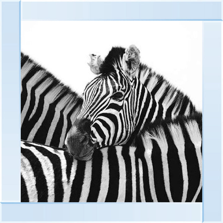 PNP110 Zebra Hug
