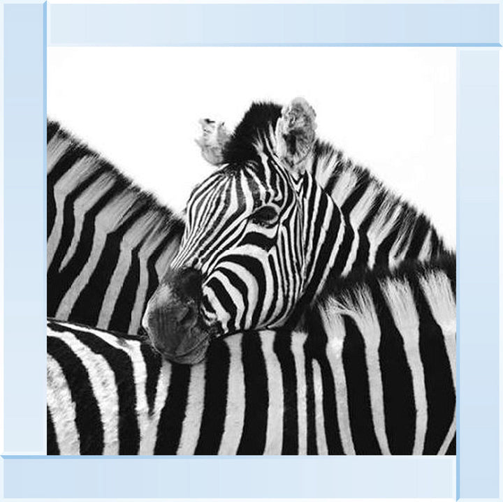 PNP110 Zebra Hug