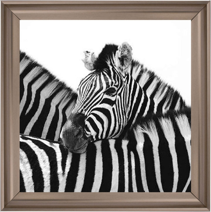 PNP110 Zebra Hug