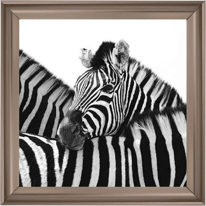 PNP110 Zebra Hug