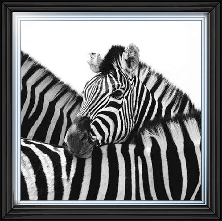 PNP110 Zebra Hug