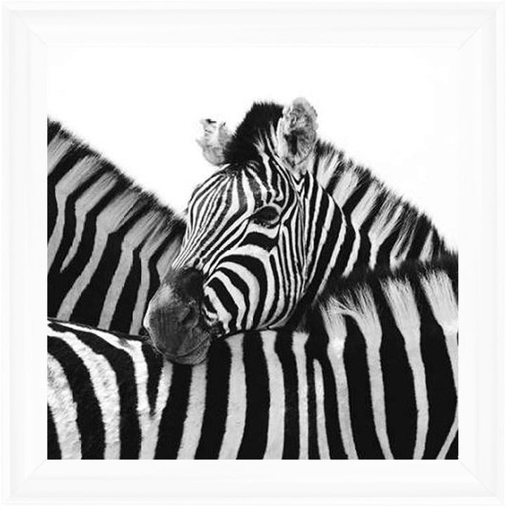 PNP110 Zebra Hug