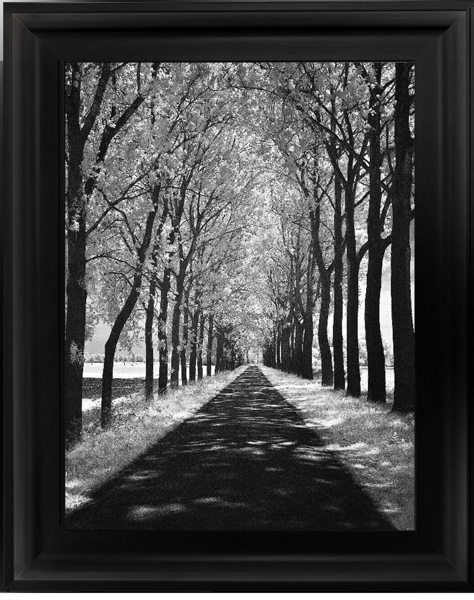 Trees in Winter Walkway Monochrome