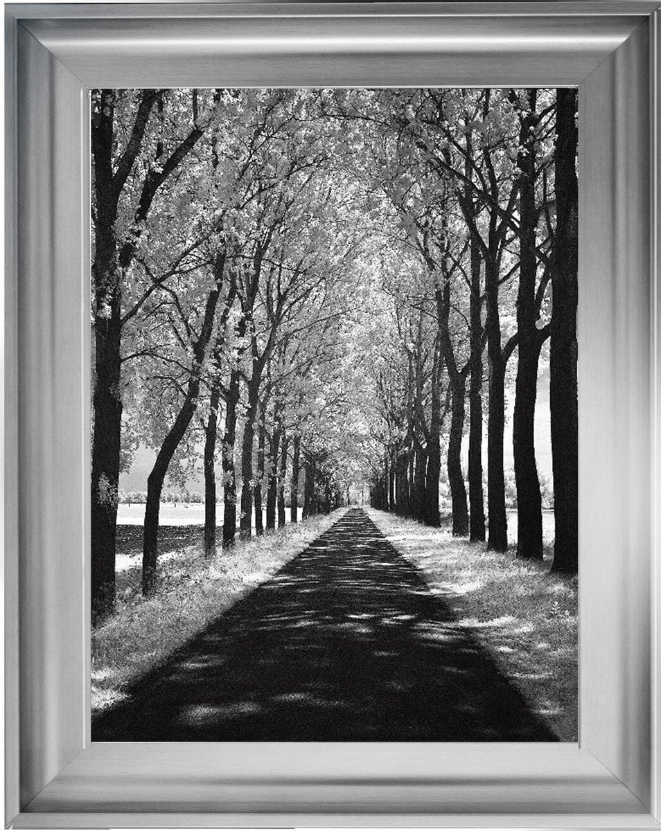 Trees in Winter Walkway Monochrome