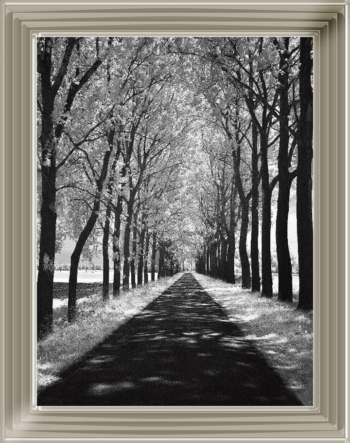 Trees in Winter Walkway Monochrome