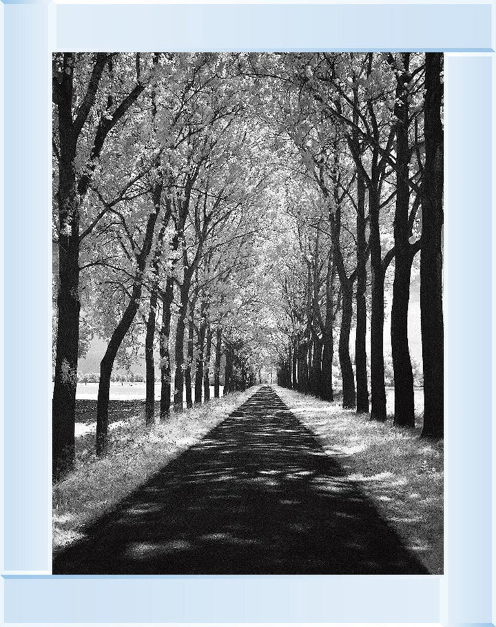 Trees in Winter Walkway Monochrome