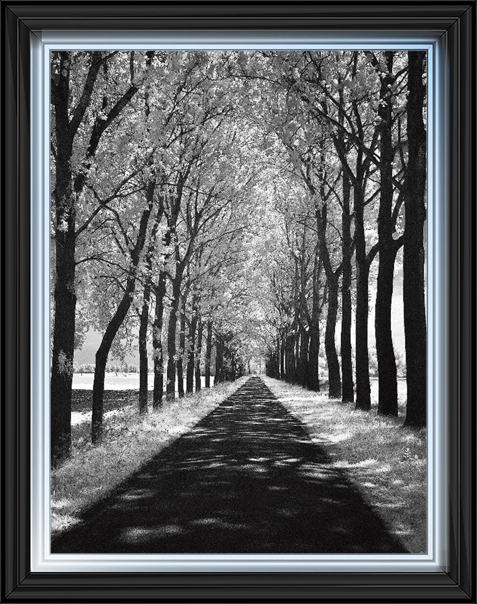 Trees in Winter Walkway Monochrome