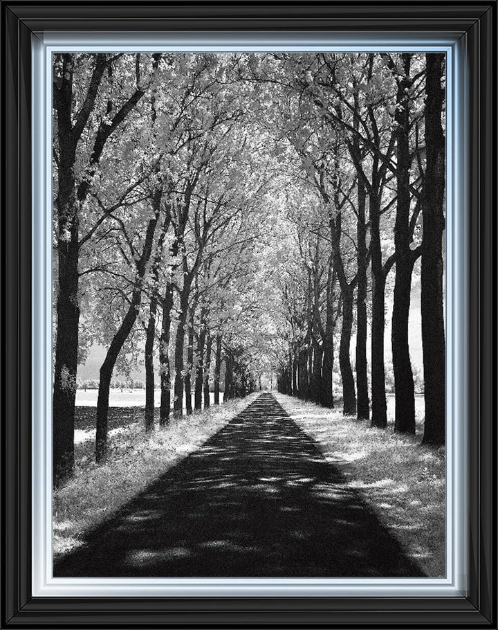 Trees in Winter Walkway Monochrome