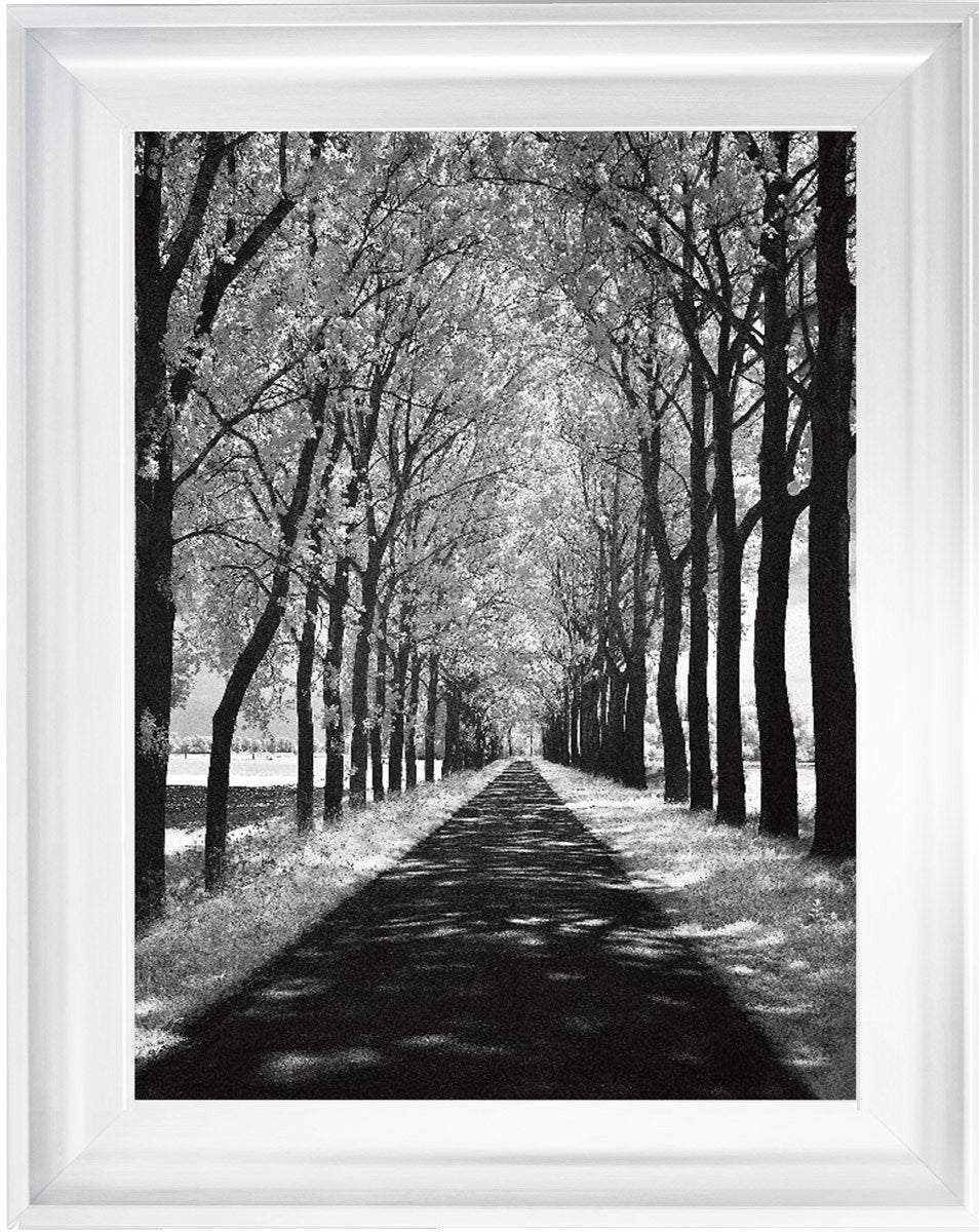 Trees in Winter Walkway Monochrome