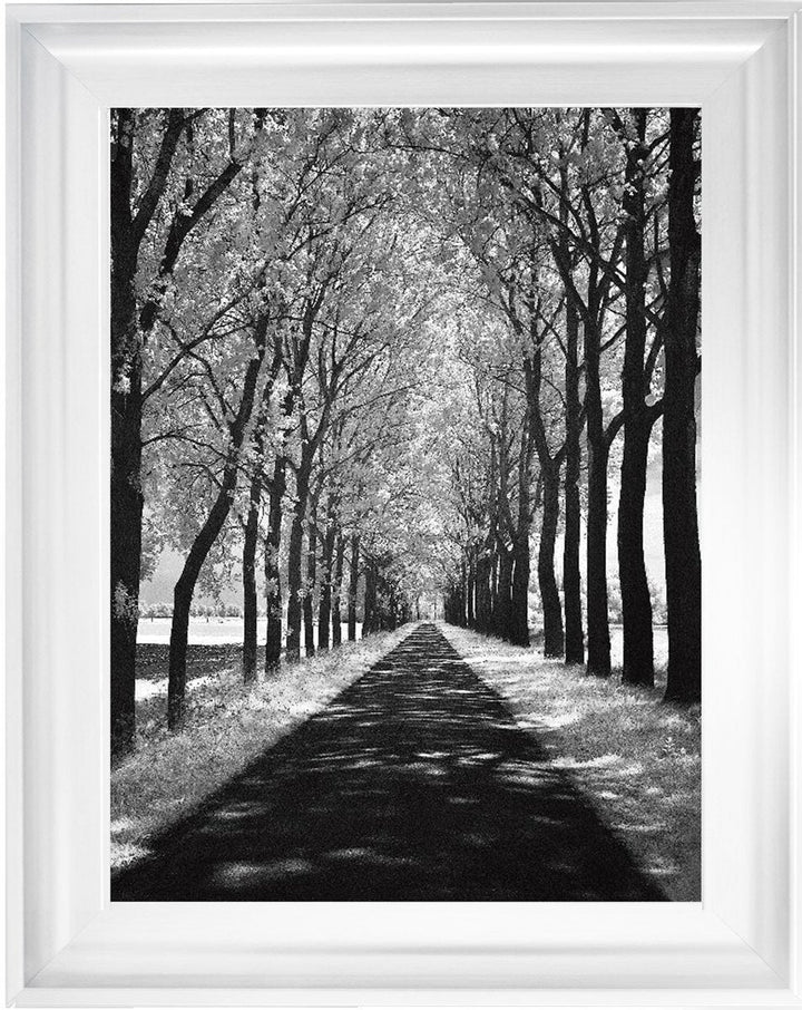 Trees in Winter Walkway Monochrome