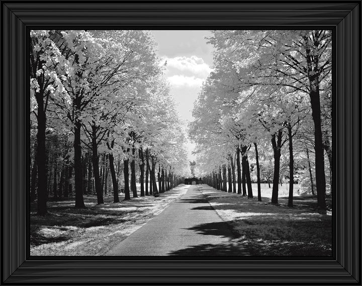 Trees in Winter Driveway Monochrome