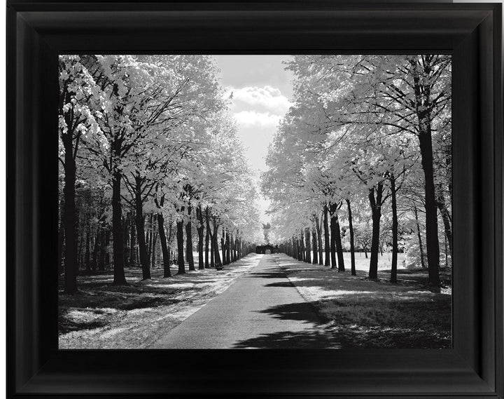 Trees in Winter Driveway Monochrome