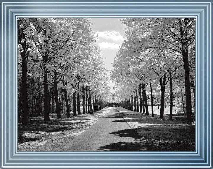 Trees in Winter Driveway Monochrome
