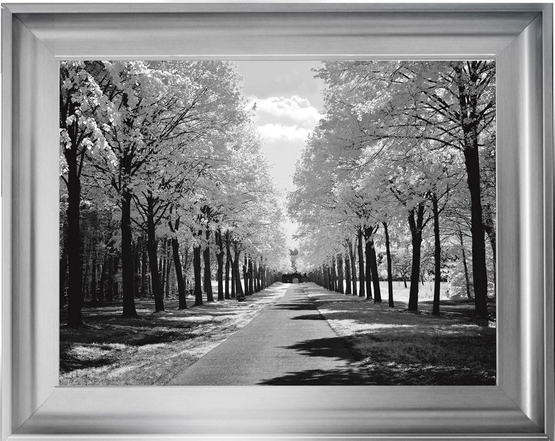 Trees in Winter Driveway Monochrome