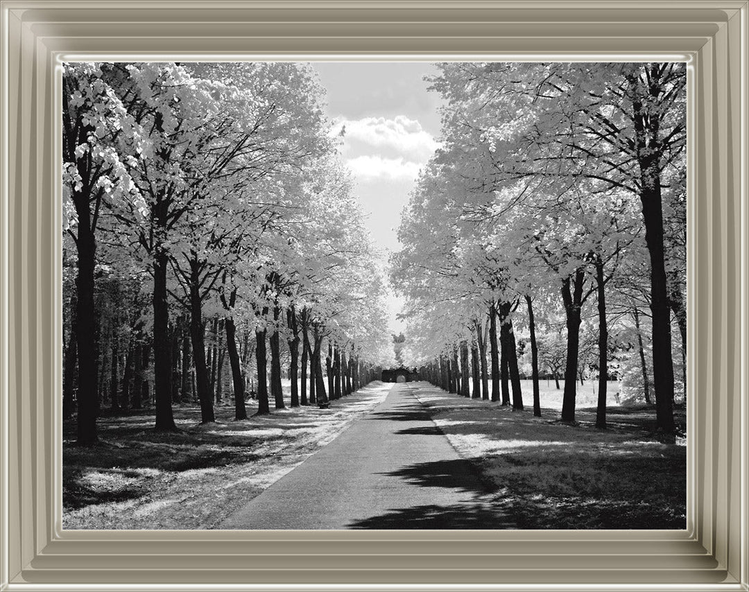 Trees in Winter Driveway Monochrome